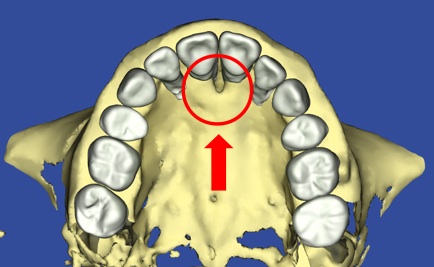 切歯管に歯根が重なっている3D図